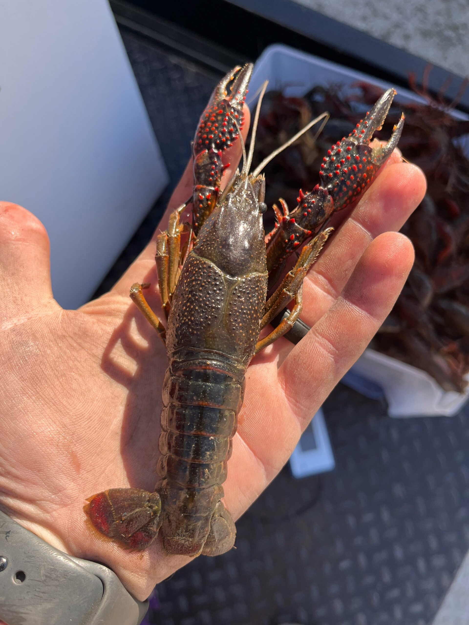 10 Crawfish For Sale in New York Neighborhoods