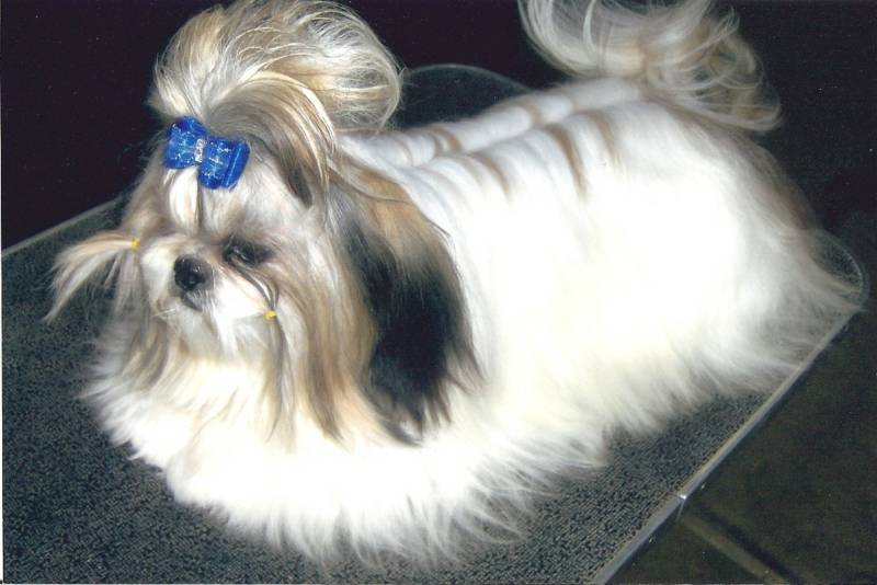 10 Shih Tzu Breeders in New York Neighborhoods