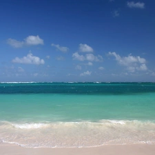 10 Sea Bass in New York Neighborhoods