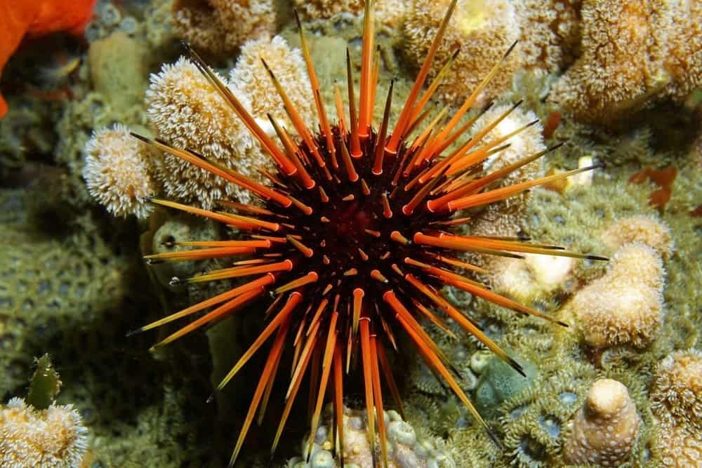 10 Sea Urchin in New York Neighborhoods