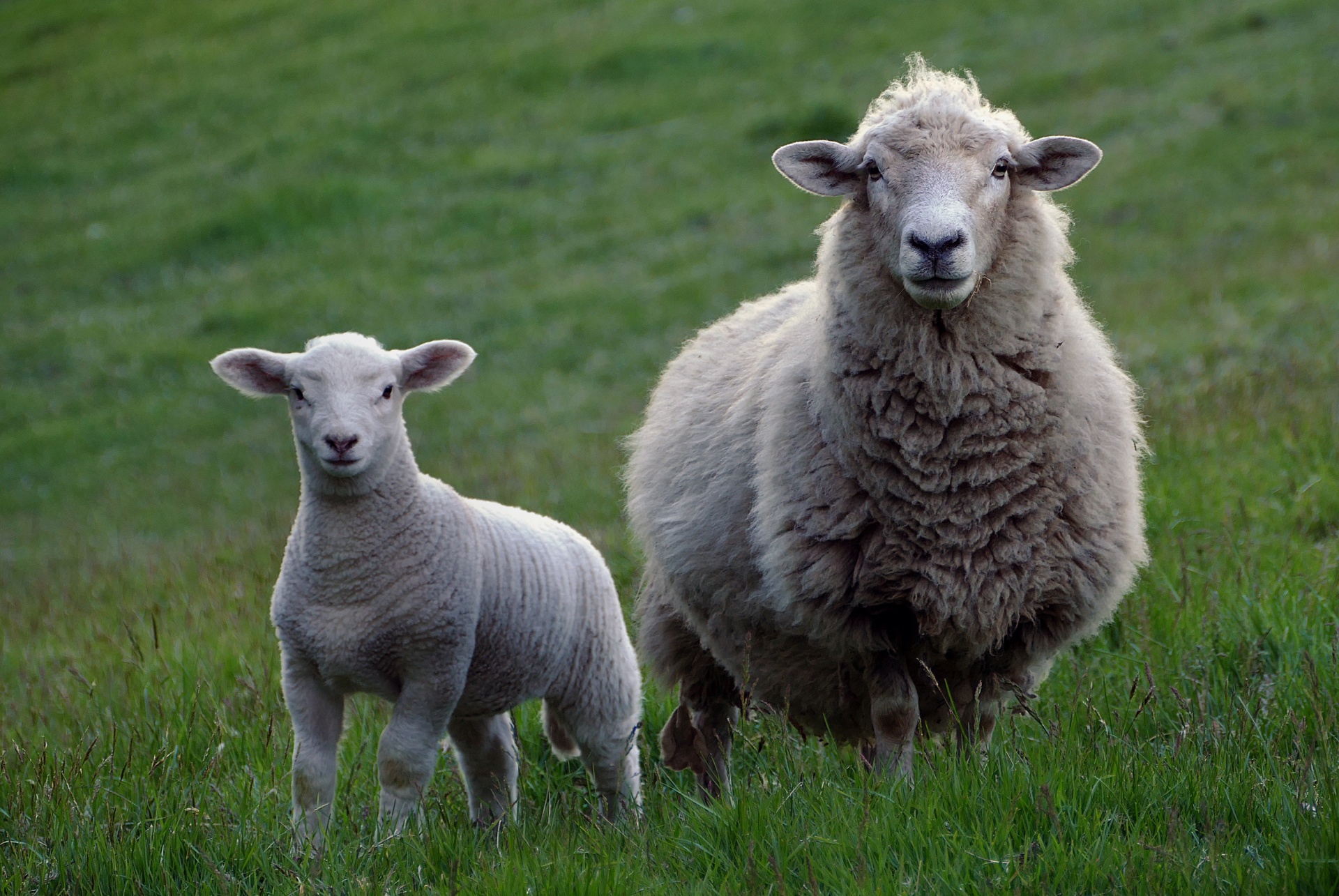 10 Sheep For Sale in New York Neighborhoods
