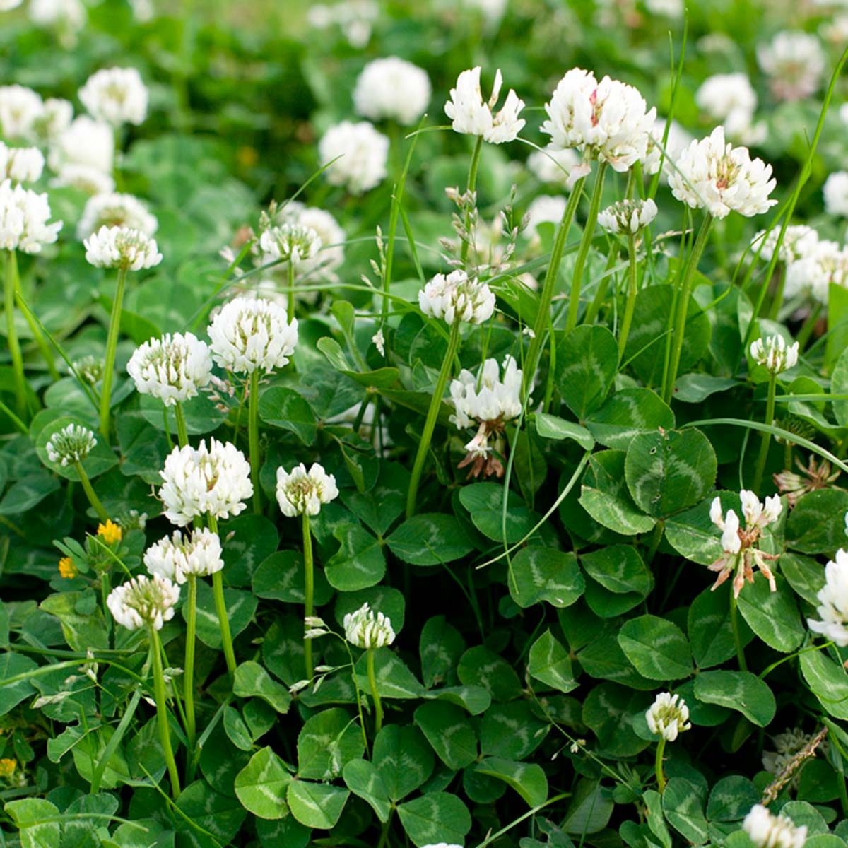10 Clover in New York Neighborhoods