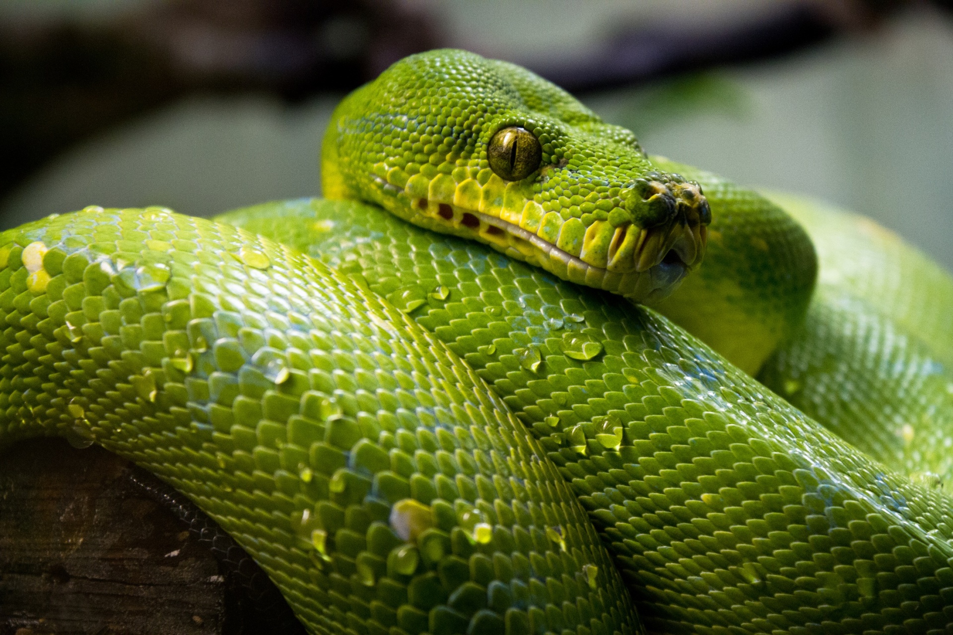 10 Snake Exterminator in New York Neighborhoods
