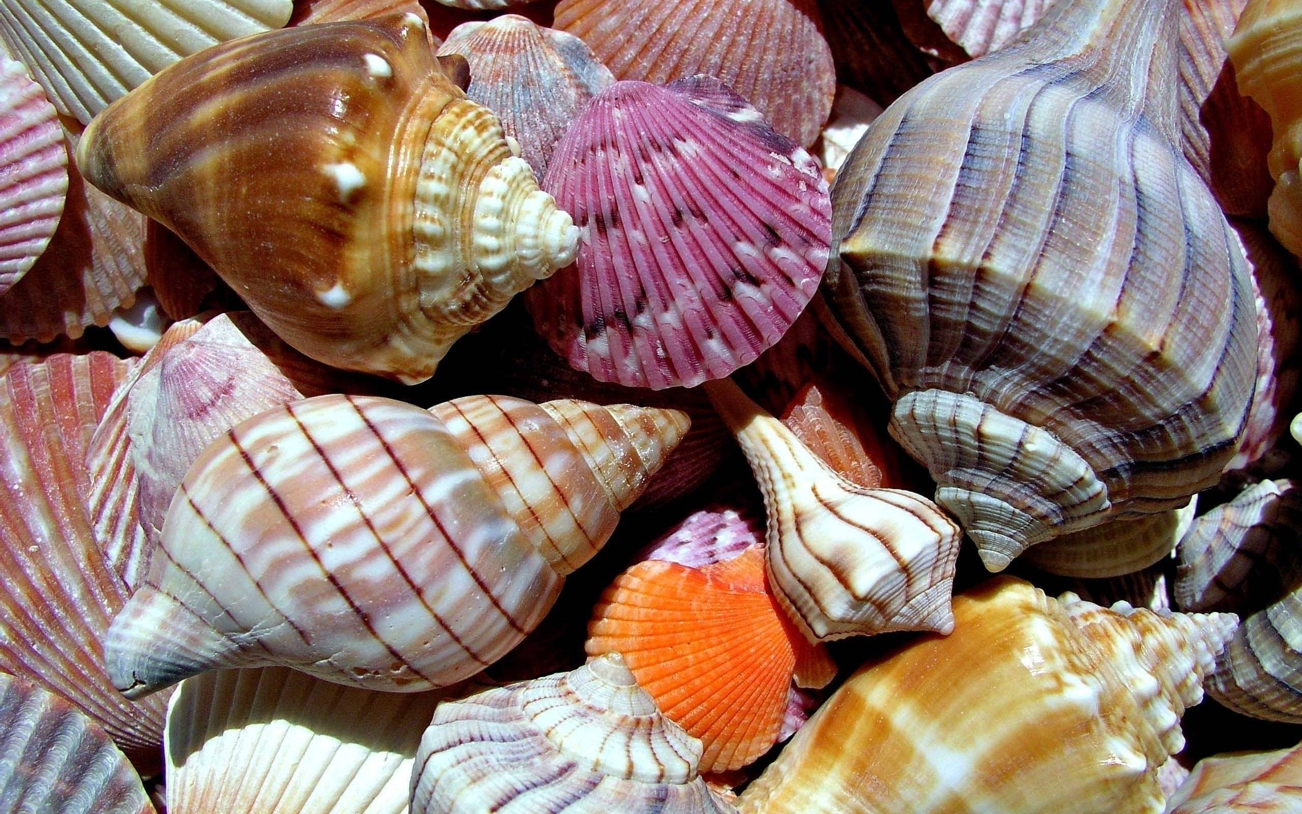 10 Seashells in New York Neighborhoods