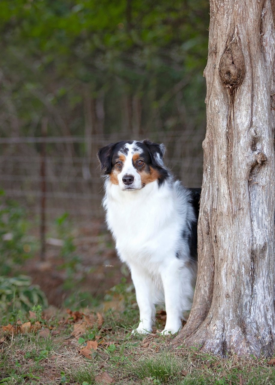 10 Australian Shepherd Breeders in New York Neighborhoods