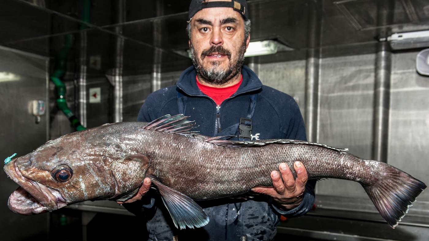 10 Chilean Sea Bass in New York Neighborhoods