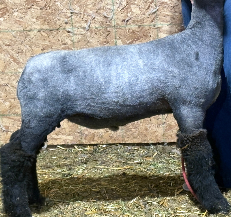 10 Lambs For Sale in New York Neighborhoods