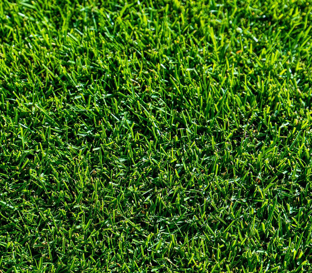 10 Bermuda Sod in New York Neighborhoods