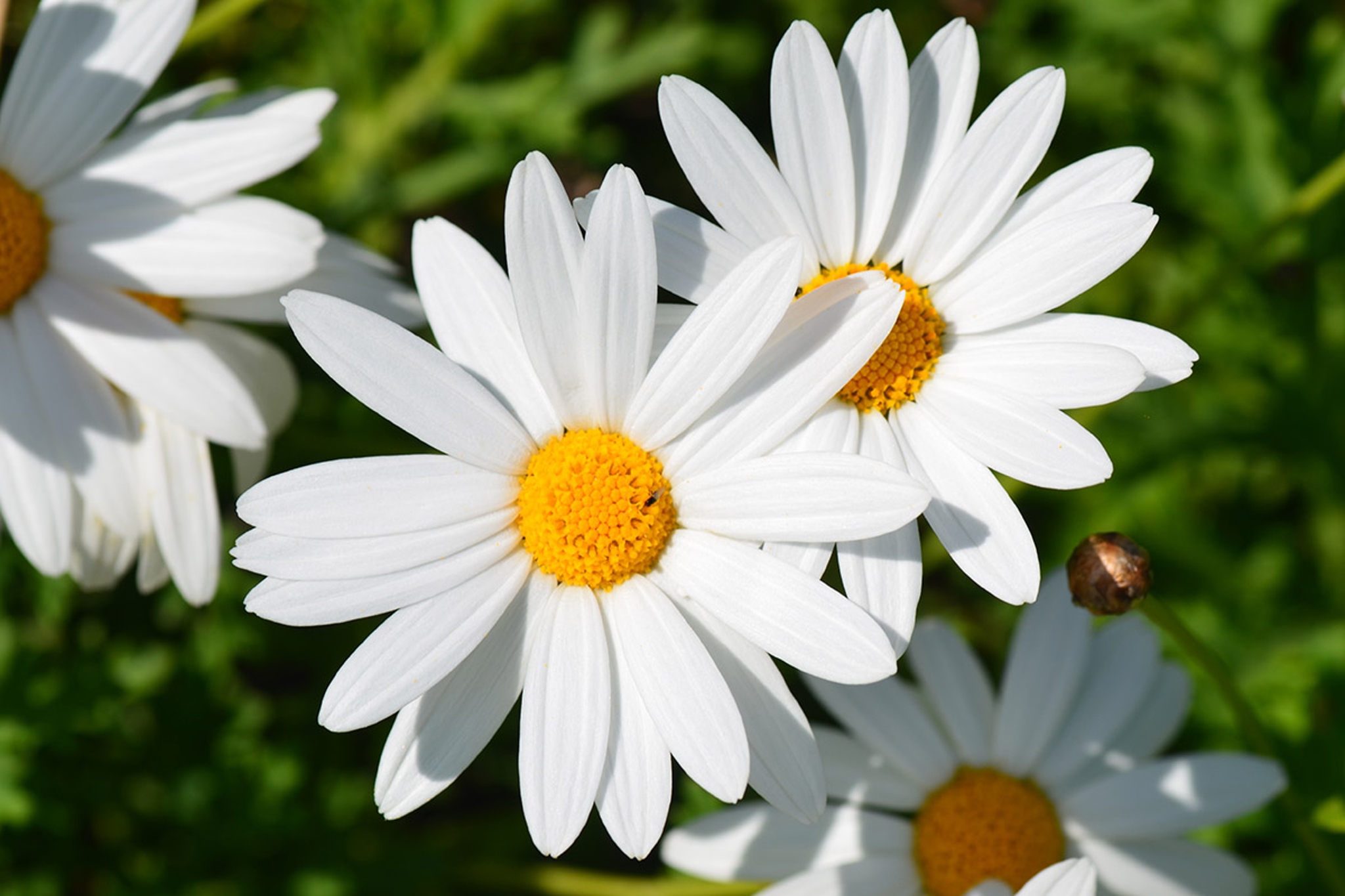 10 Daisies in New York Neighborhoods