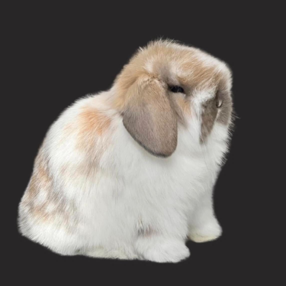 10 Holland Lops For Sale in New York Neighborhoods