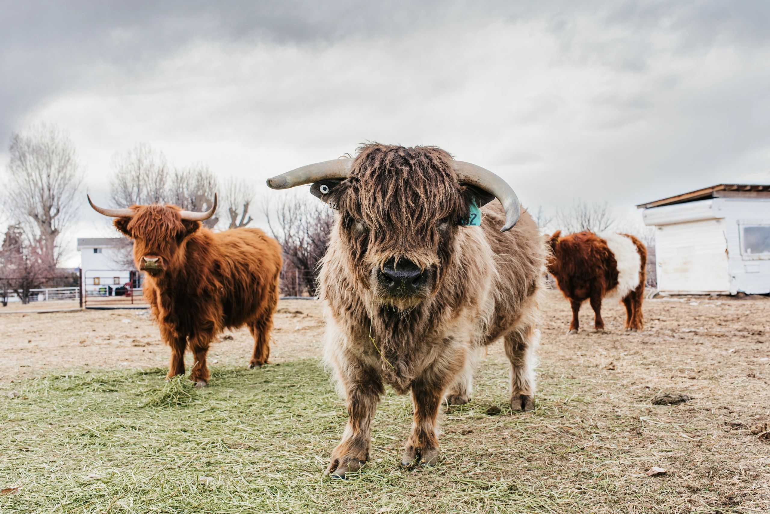 10 Miniature Cattle For Sale in New York Neighborhoods