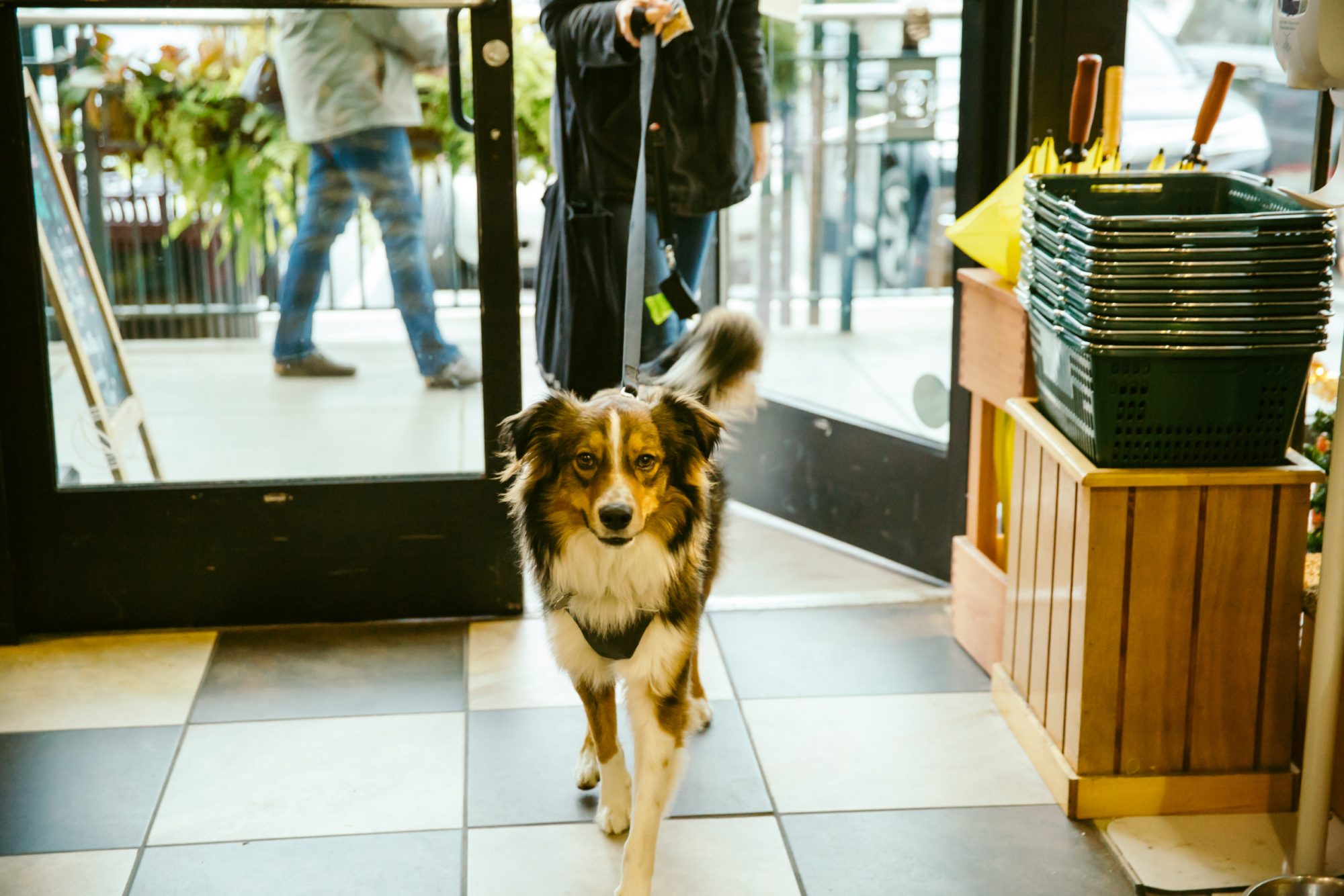10 Mud Bay Pet Store in New York Neighborhoods