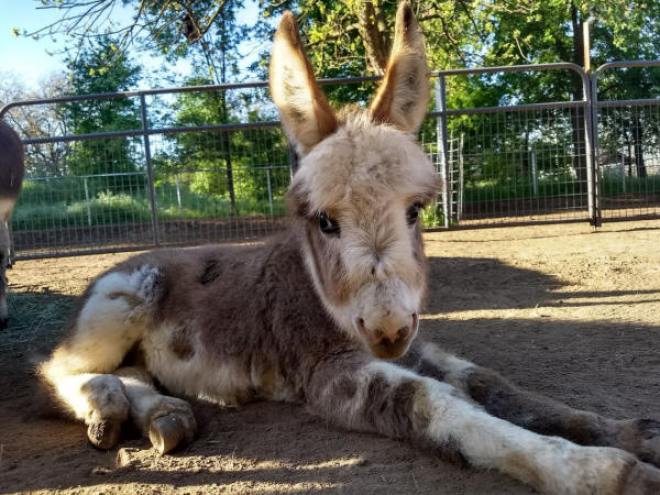 10 Mini Donkeys For Sale in New York Neighborhoods