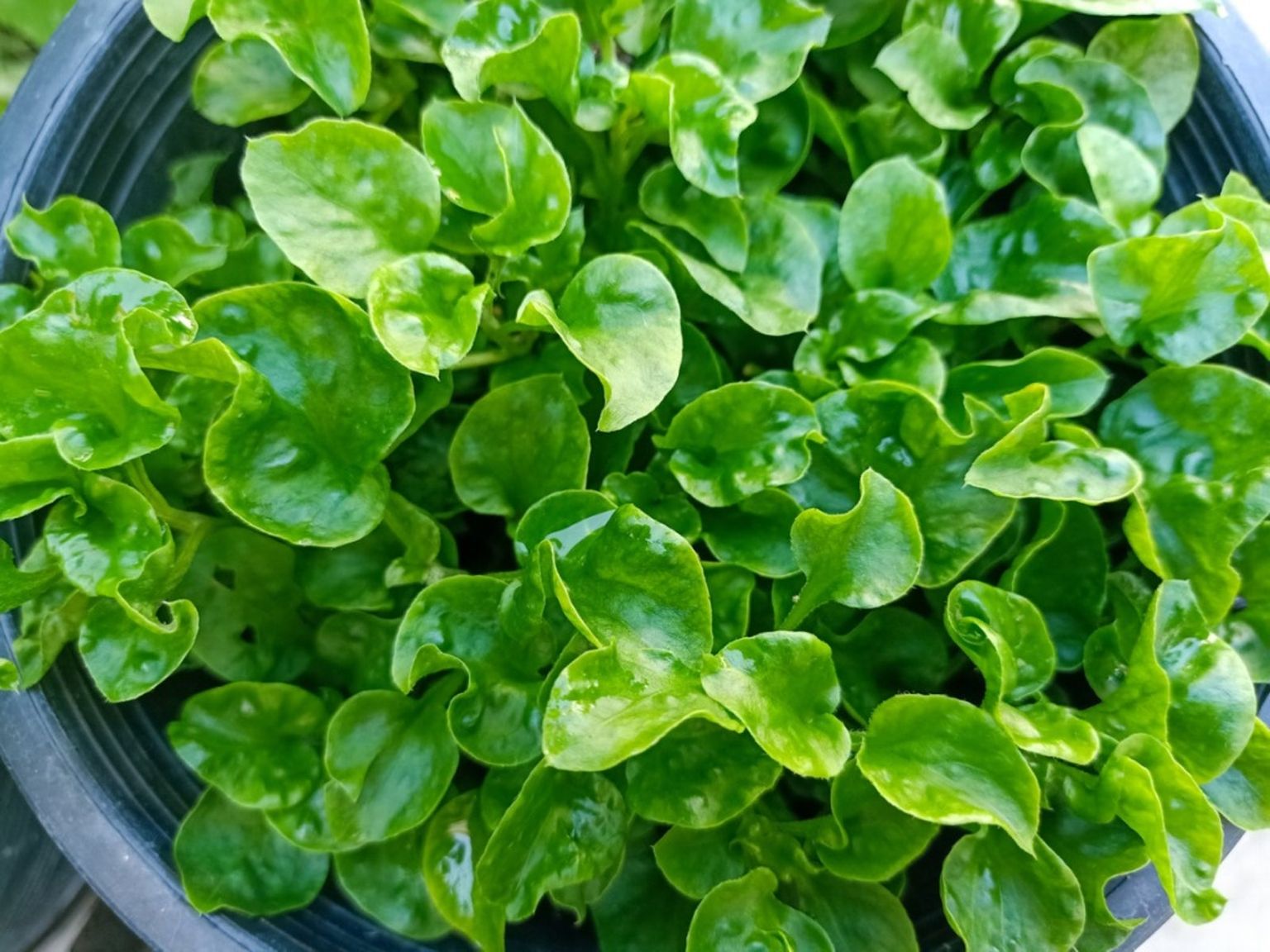 10 Watercress in New York Neighborhoods