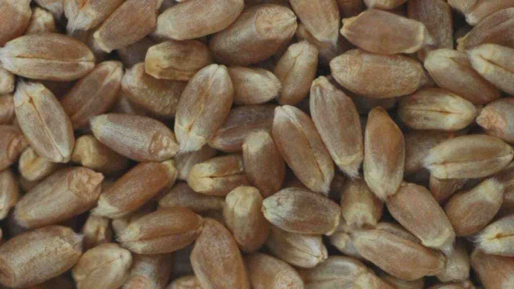 10 Wheat Berries in New York Neighborhoods