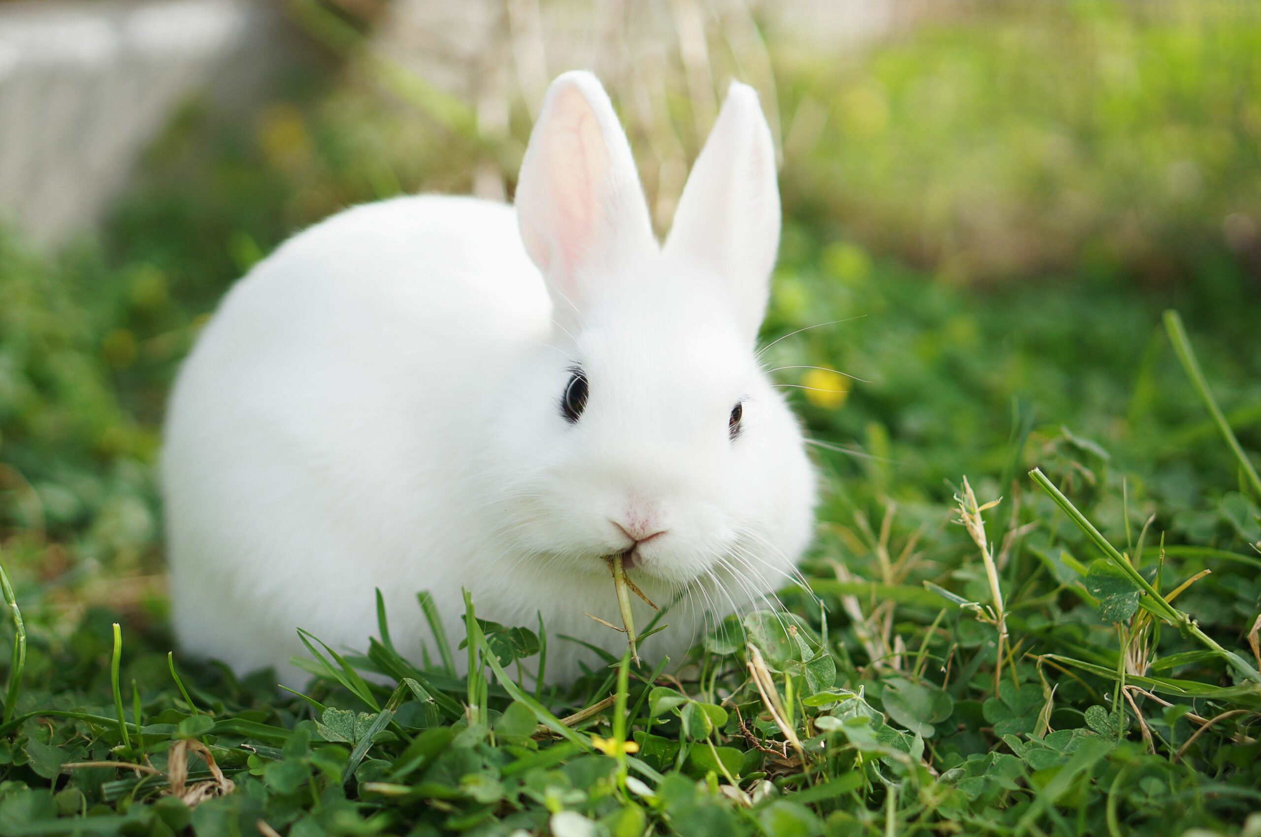 10 Bunny Vets in New York Neighborhoods