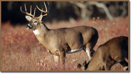 10 Wild Game Processing in New York Neighborhoods