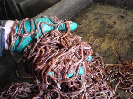 10 Worms in New York Neighborhoods